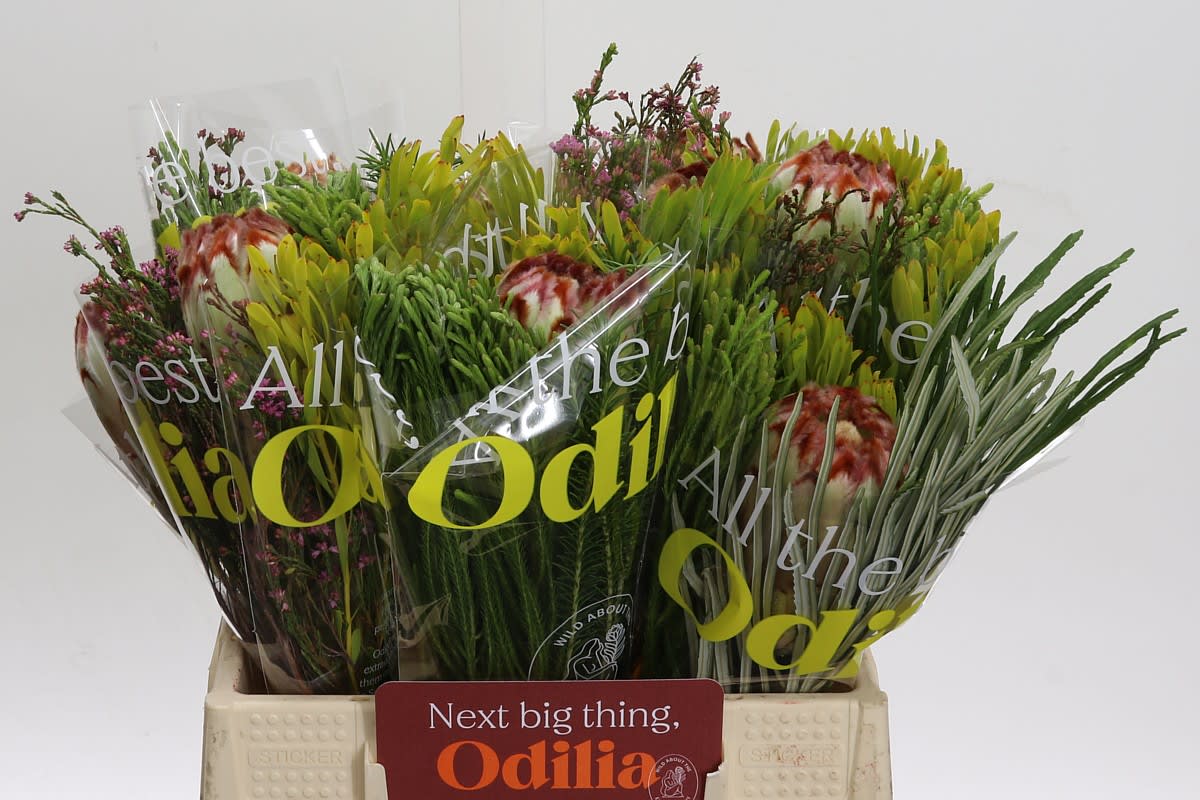 Срезанные цветы оптом Protea eximia от 10шт из Голландии с доставкой по России