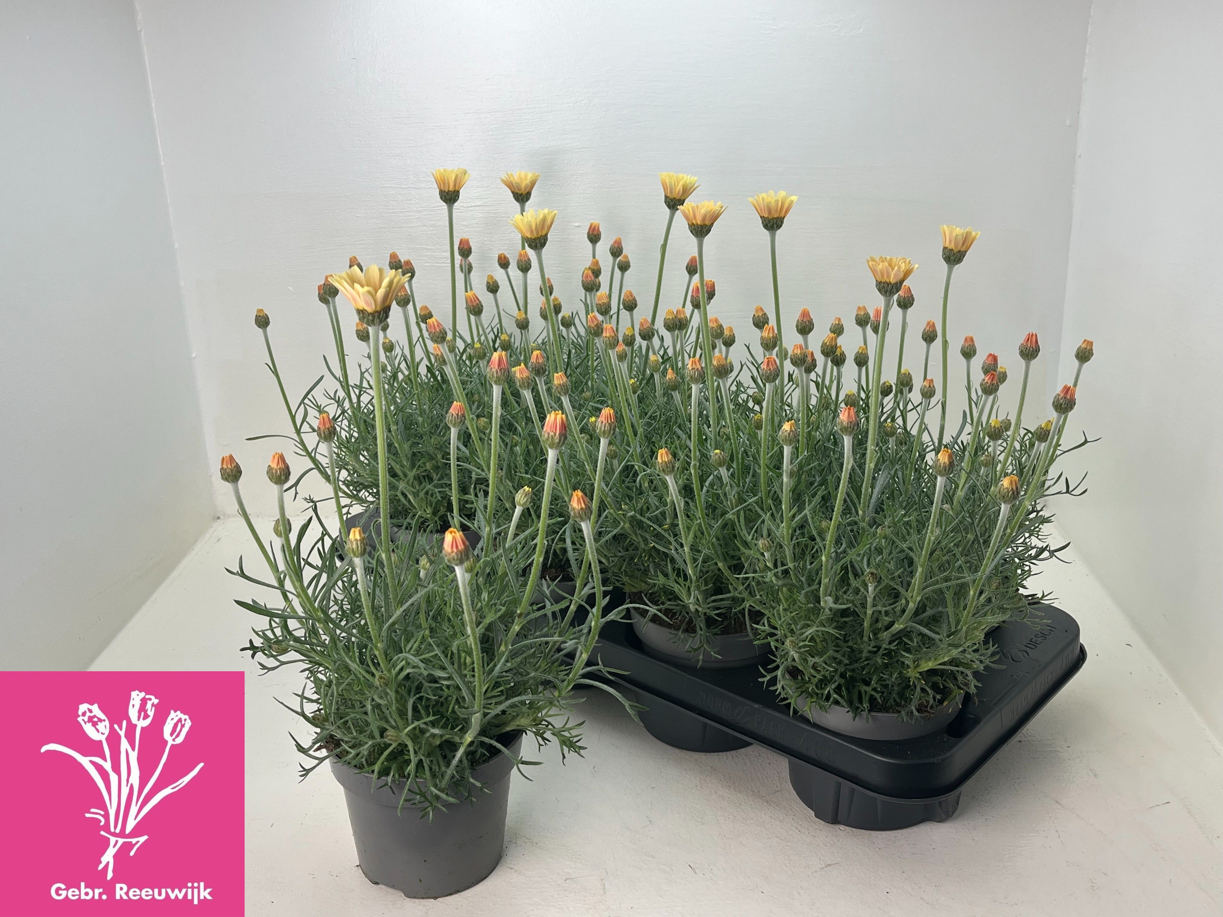 Горшечные цветы и растения оптом Rhodan H Zagora Yell от 8шт из Голландии с доставкой по России