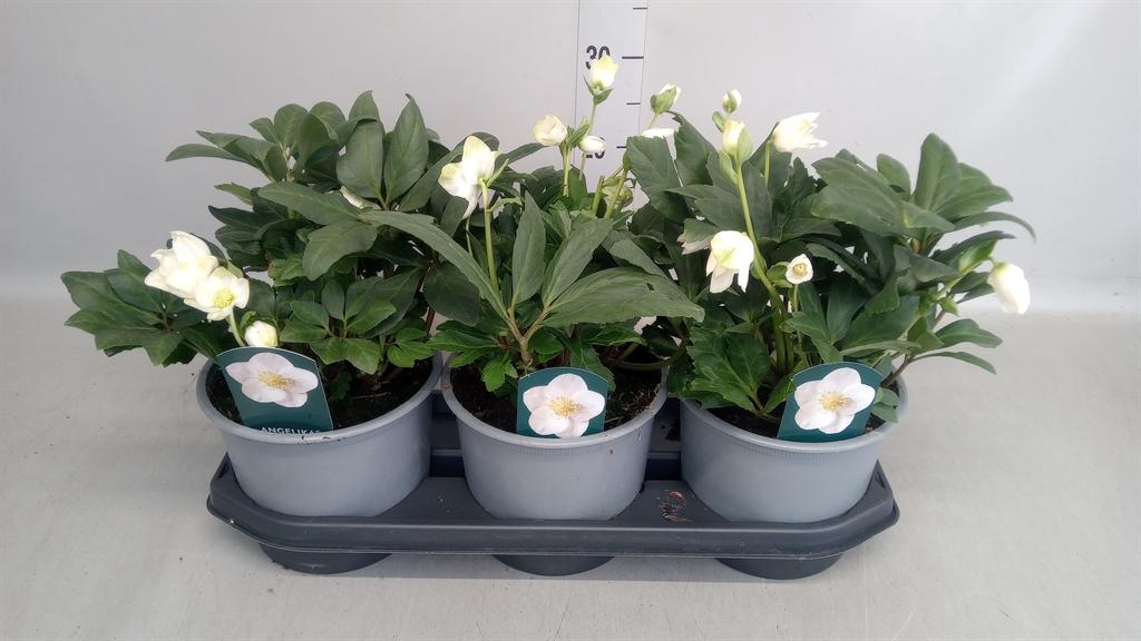 Горшечные цветы и растения оптом Helleborus Niger от 3шт из Голландии с доставкой по России