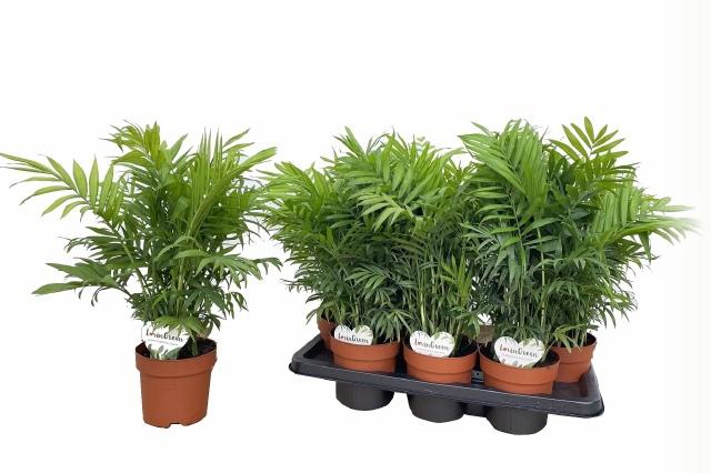 Горшечные цветы и растения оптом Chamaed Elegans от 7шт из Голландии с доставкой по России Горшечные цветы и растения оптом Chamaed Elegans от 7шт из Голландии с доставкой по России