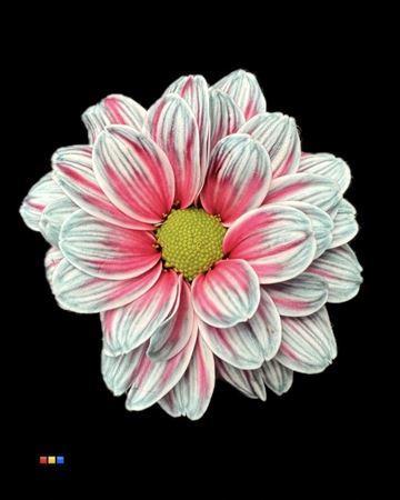 Срезанные цветы оптом Chrys sp paint kennedy ocean fresh от 40шт из Голландии с доставкой по России