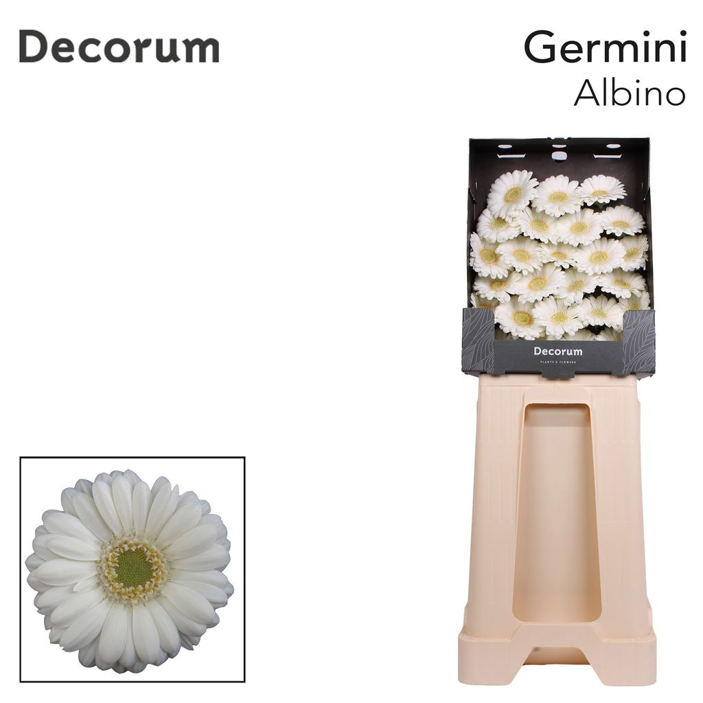 Срезанные цветы оптом Germini diamond albino от 75шт из Голландии с доставкой по России