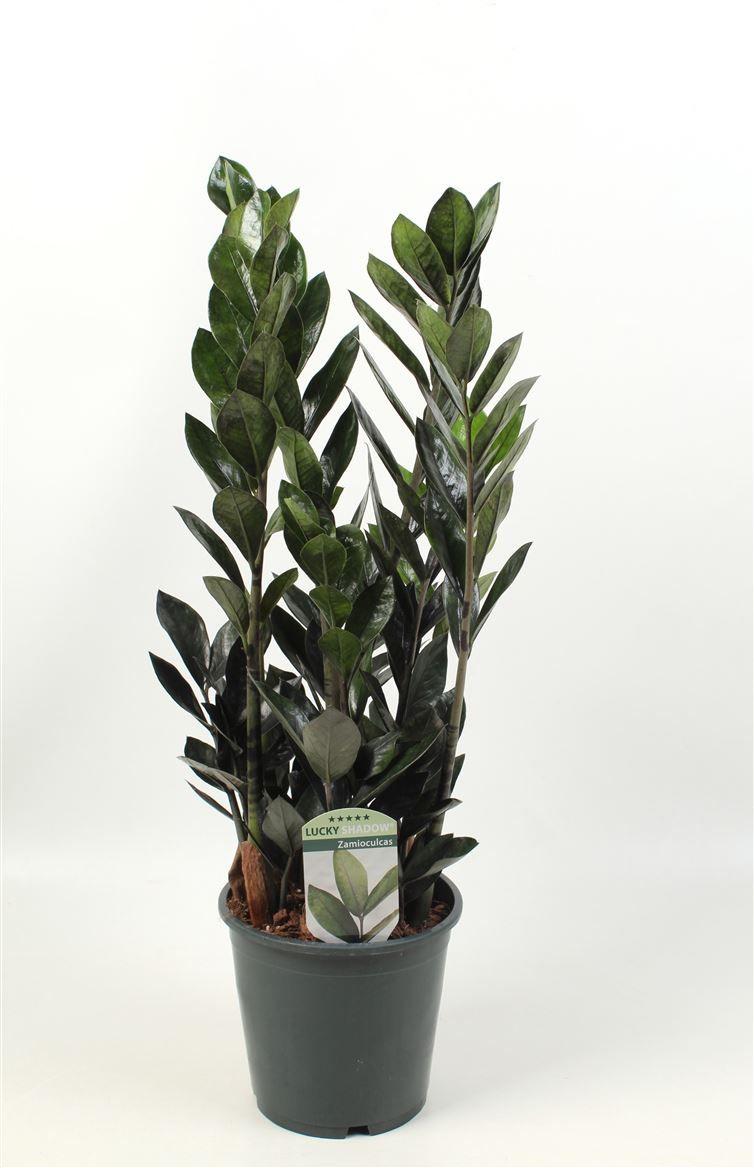 Горшечные цветы и растения оптом Zamioculcas Lucky Classic Shadow 6 от 1шт из Голландии с доставкой по России