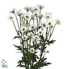 Срезанные цветы оптом Chrys sa madiba lindi white от 75шт. из Голландии с доставкой по России