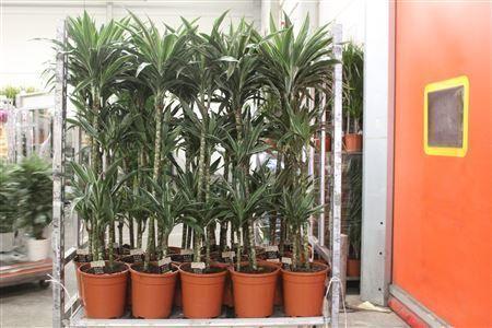 Горшечные цветы и растения оптом Dra De Warneckei 90-60-30 Cm от 1шт из Голландии с доставкой по России