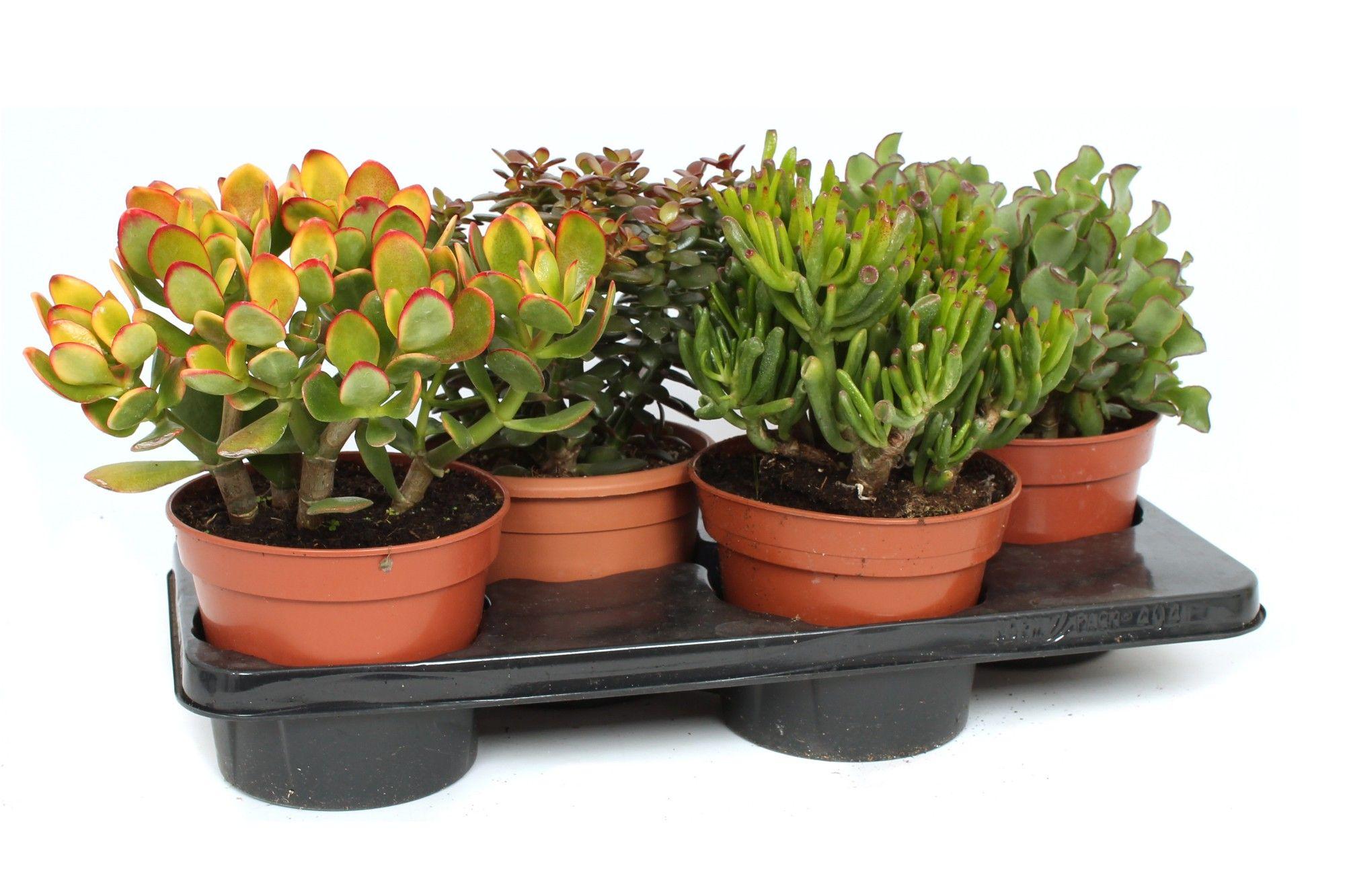 Горшечные цветы и растения оптом Crassula Mix от 4шт из Голландии с доставкой по России