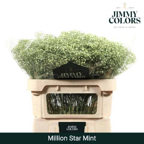 Срезанные цветы оптом Gyps fine paint mintgreen от 25шт из Голландии с доставкой по России