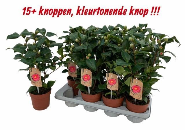 Горшечные цветы и растения оптом Came J Dr King P13 от 8шт из Голландии с доставкой по России