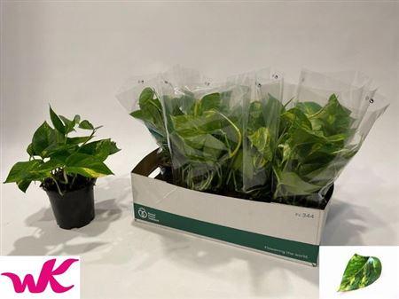 Горшечные цветы и растения оптом Epipr Aureum от 8шт из Голландии с доставкой по России