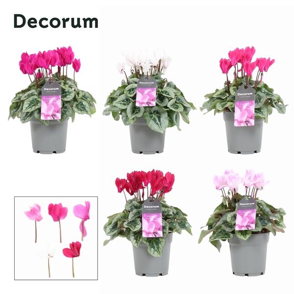 Горшечные цветы и растения оптом Cyclamen Magical Feelings (decorum) от 5шт (для телеги) из Голландии с доставкой по России