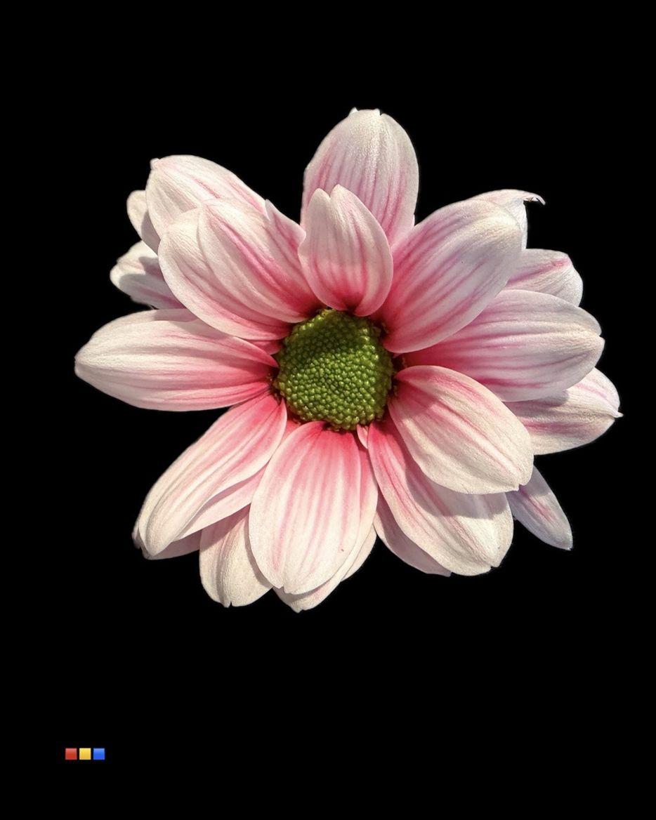 Срезанные цветы оптом Chrys sp paint kennedy red striped от 40шт из Голландии с доставкой по России