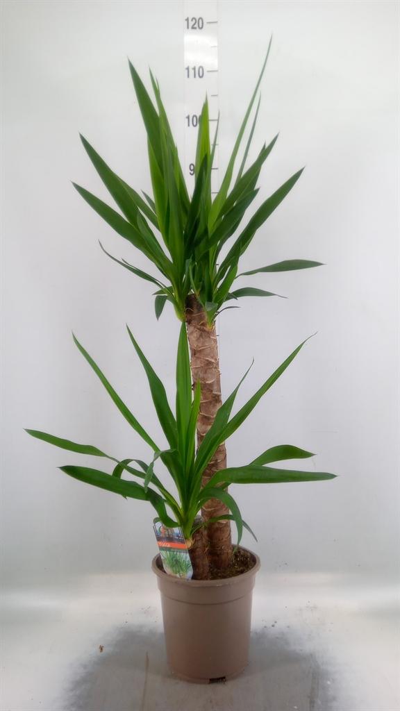 Горшечные цветы и растения оптом Yucca   ... от 5шт из Голландии с доставкой по России