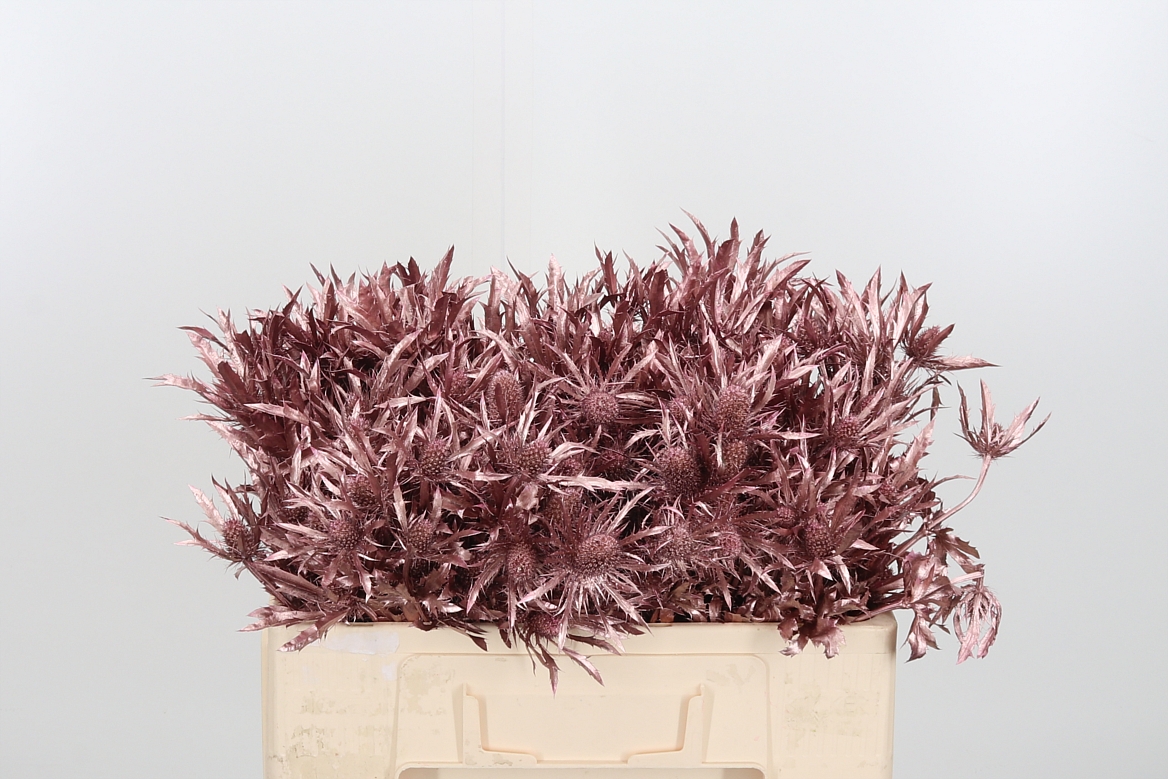 Срезанные цветы оптом Eryngium orion paint pink gold от 40шт из Голландии с доставкой по России