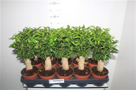 Горшечные цветы и растения оптом Fic Be Natasja Jute от 10шт из Голландии с доставкой по России