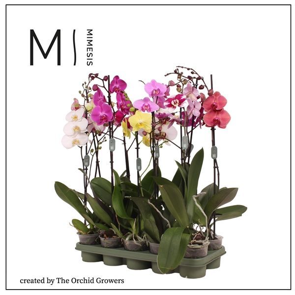 Горшечные цветы и растения оптом Phal 1st Mimesis Mix 9/12+ (orchid Growers) от 10шт из Голландии с доставкой по России