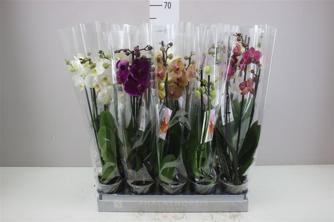 Горшечные цветы и растения оптом Phal Gemengd 3 Tak от 10шт из Голландии с доставкой по России