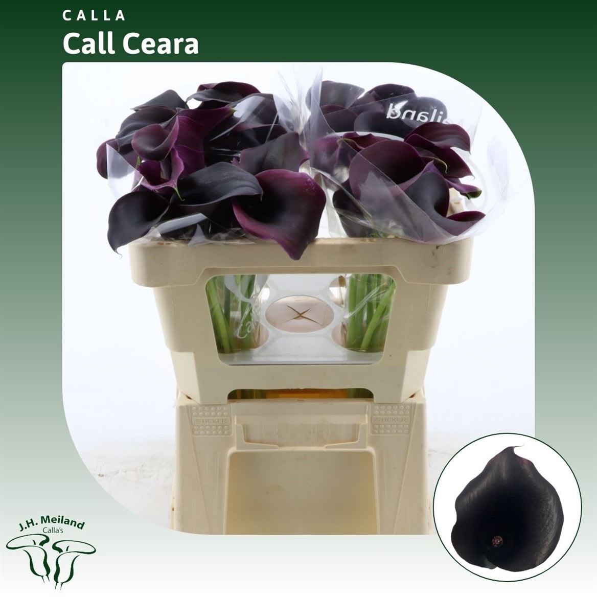 Срезанные цветы оптом Zantedeschia call ceara от 40шт из Голландии с доставкой по России
