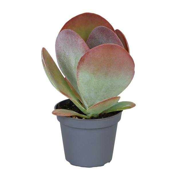 Горшечные цветы и растения оптом Kalanchoe Thyrsiflora Red Lips от 12шт из Голландии с доставкой по России