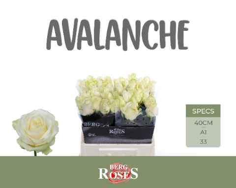 Срезанные цветы оптом Rosa la avalanche+ от 40шт из Голландии с доставкой по России