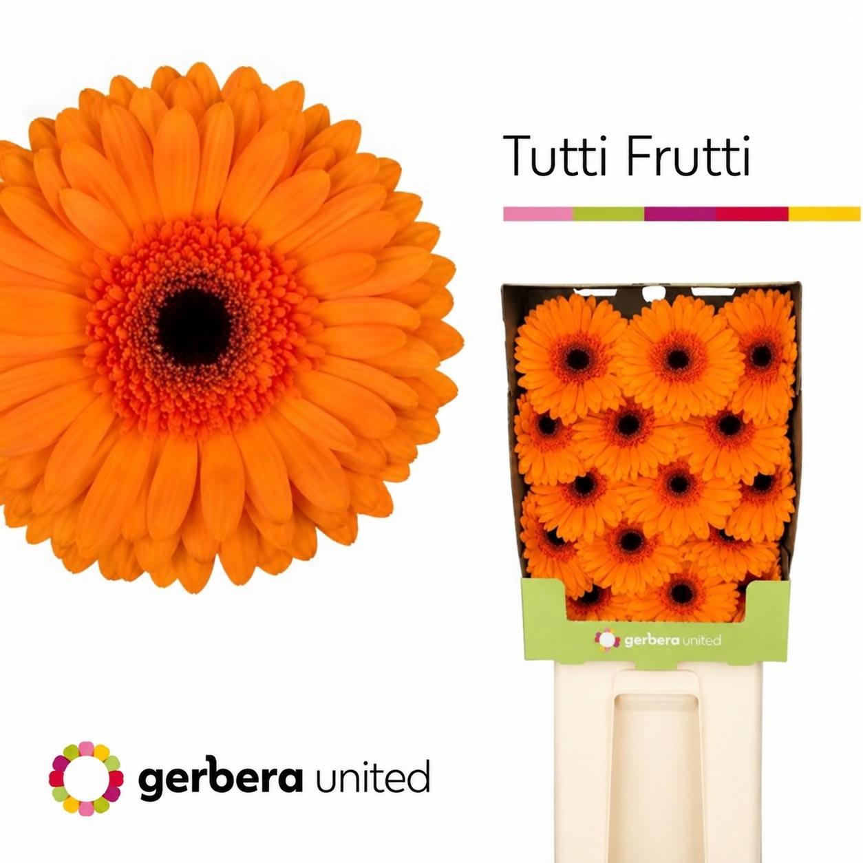 Срезанные цветы оптом Gerbera diamond tutti frutti от 15шт из Голландии с доставкой по России