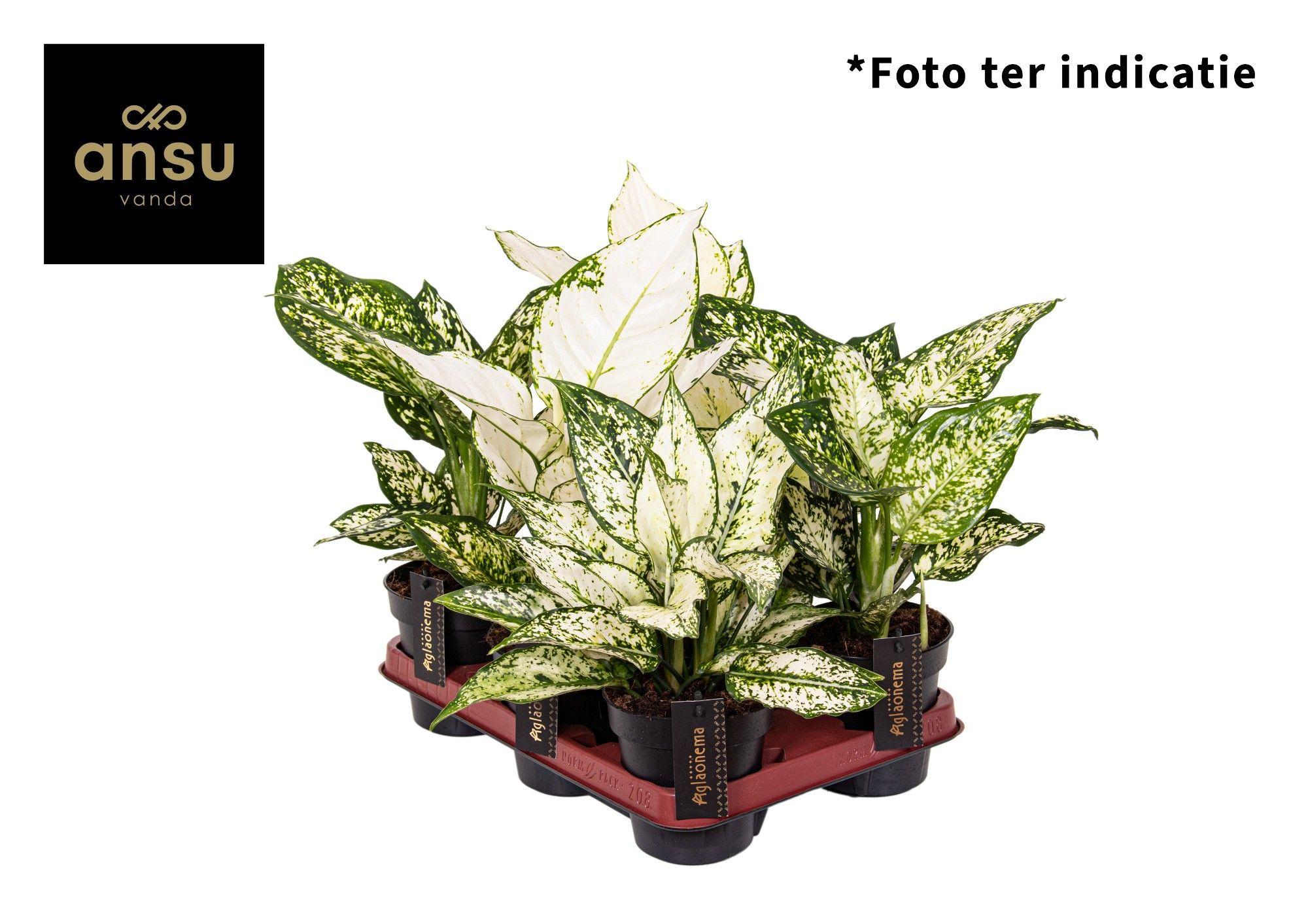 Горшечные цветы и растения оптом Aglaonema White Mix от 6шт из Голландии с доставкой по России