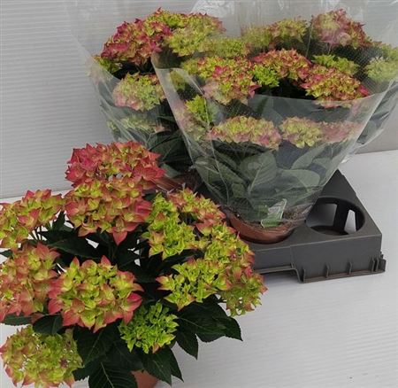 Горшечные цветы и растения оптом Hydrangea Ma Hi Ocean Red 9+ от 3шт из Голландии с доставкой по России