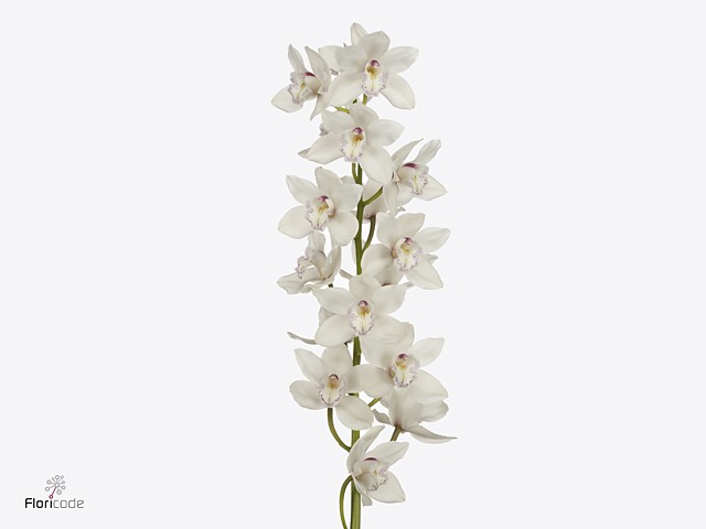 Срезанные цветы оптом Cymbidium white hms white sensation от 8шт. из Голландии с доставкой по России