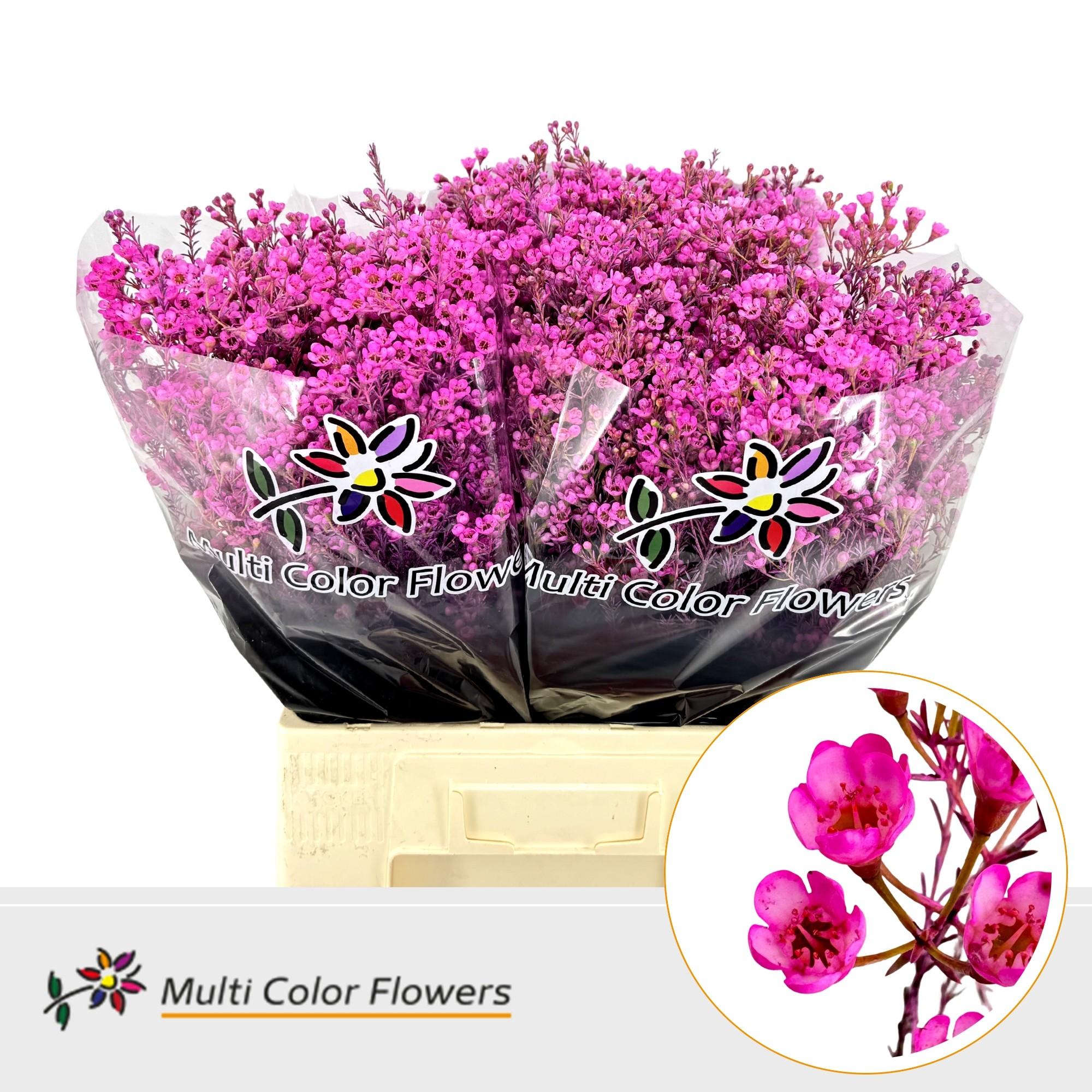 Срезанные цветы оптом Chamelaucium paint hot pink от 100шт из Голландии с доставкой по России