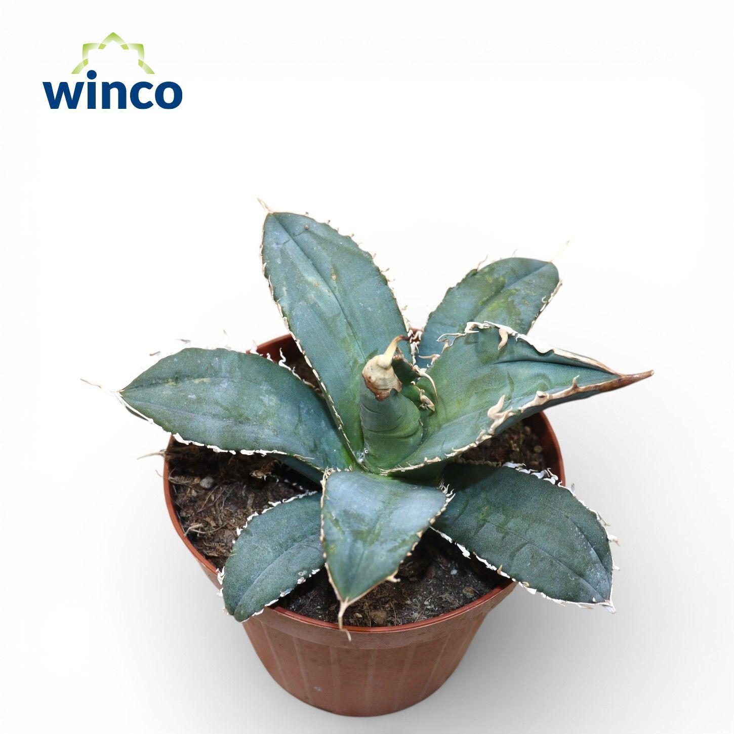 Горшечные цветы и растения оптом Agave Titanota от 6шт из Голландии с доставкой по России