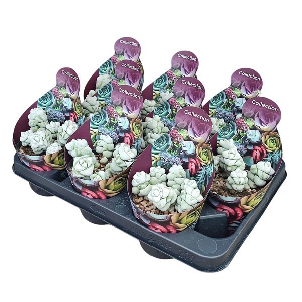 Горшечные цветы и растения оптом Crassula Deceptor Potcover от 9шт из Голландии с доставкой по России