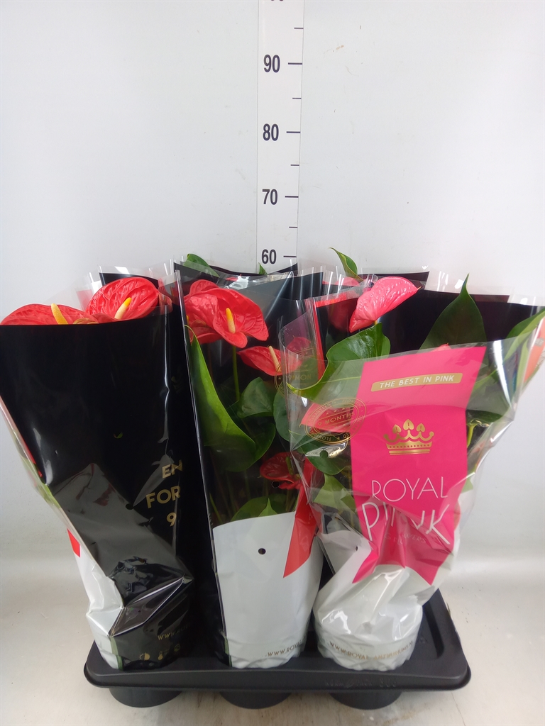 Горшечные цветы и растения оптом Anthurium   ...mix от 6шт из Голландии с доставкой по России