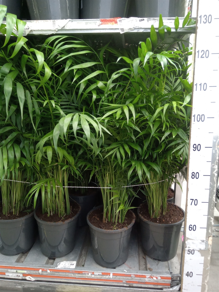 Горшечные цветы и растения оптом Chamaedorea Elegans от 1шт из Голландии с доставкой по России