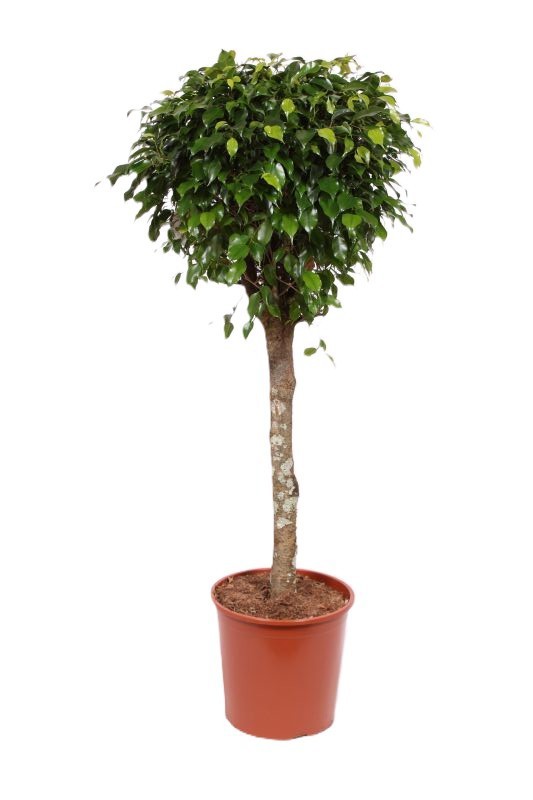 Горшечные цветы и растения оптом Ficus Be Danielle On Stem от 1шт из Голландии с доставкой по России