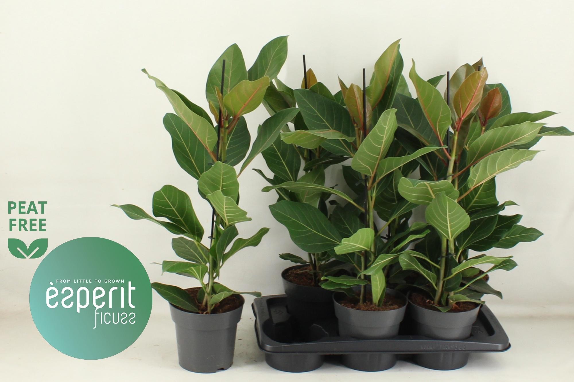 Горшечные цветы и растения оптом Fic Beng Joy от 6шт из Голландии с доставкой по России