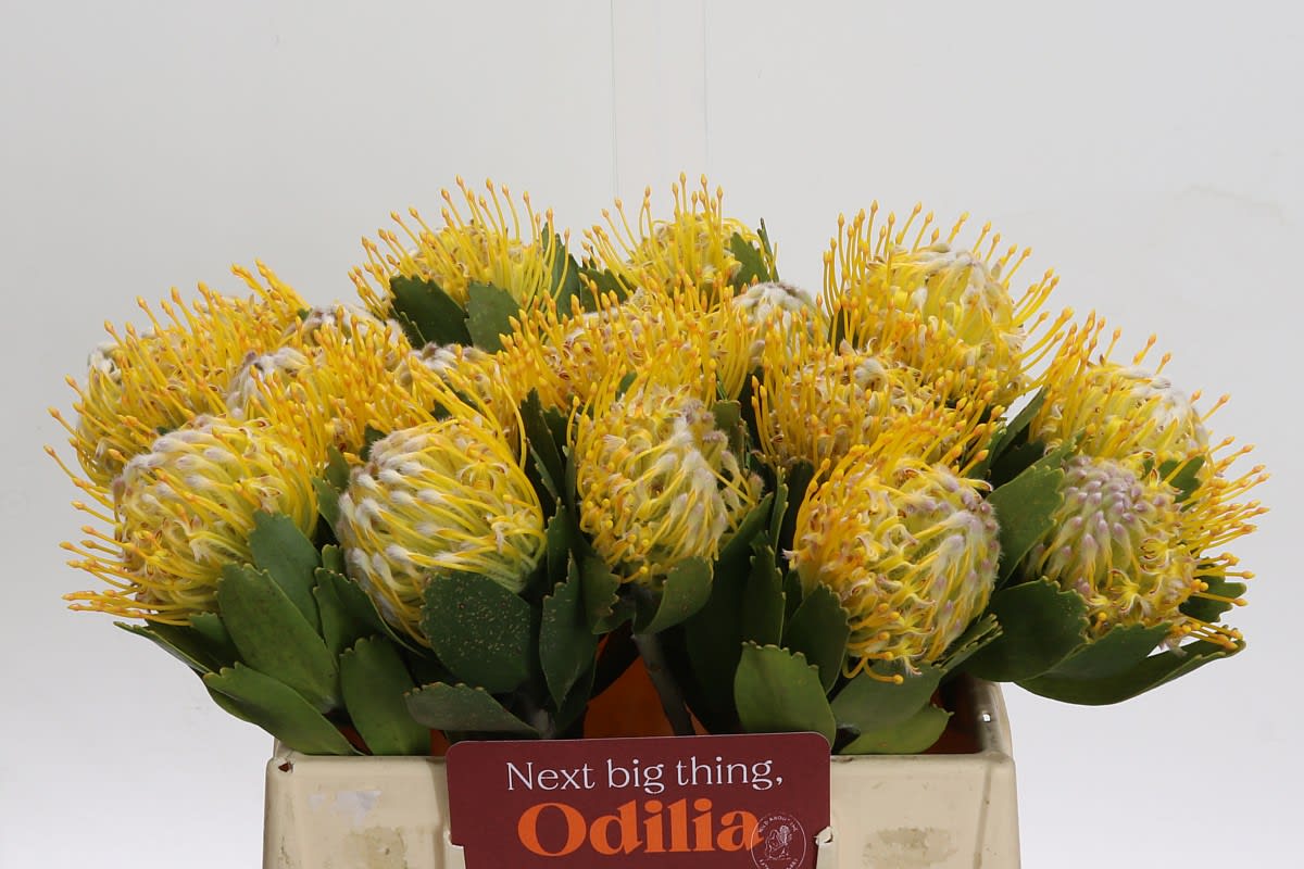 Срезанные цветы оптом Nutans super gold от 20шт из Голландии с доставкой по России