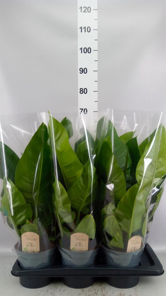 Горшечные цветы и растения оптом Philodendron imperial Green от 6шт из Голландии с доставкой по России