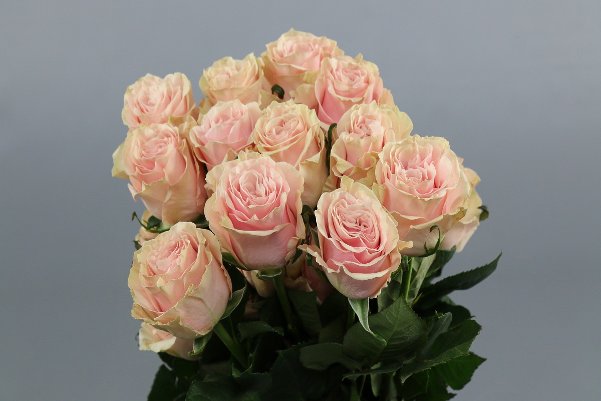 Срезанные цветы оптом Rosa ec pink mondial от 300шт из Голландии с доставкой по России