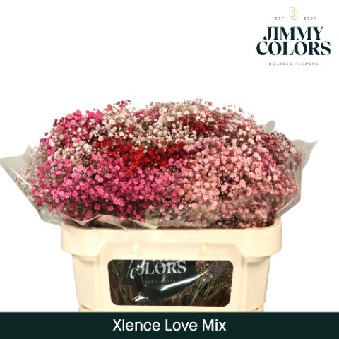 Срезанные цветы оптом Gyps large paint mix love от 25шт из Голландии с доставкой по России