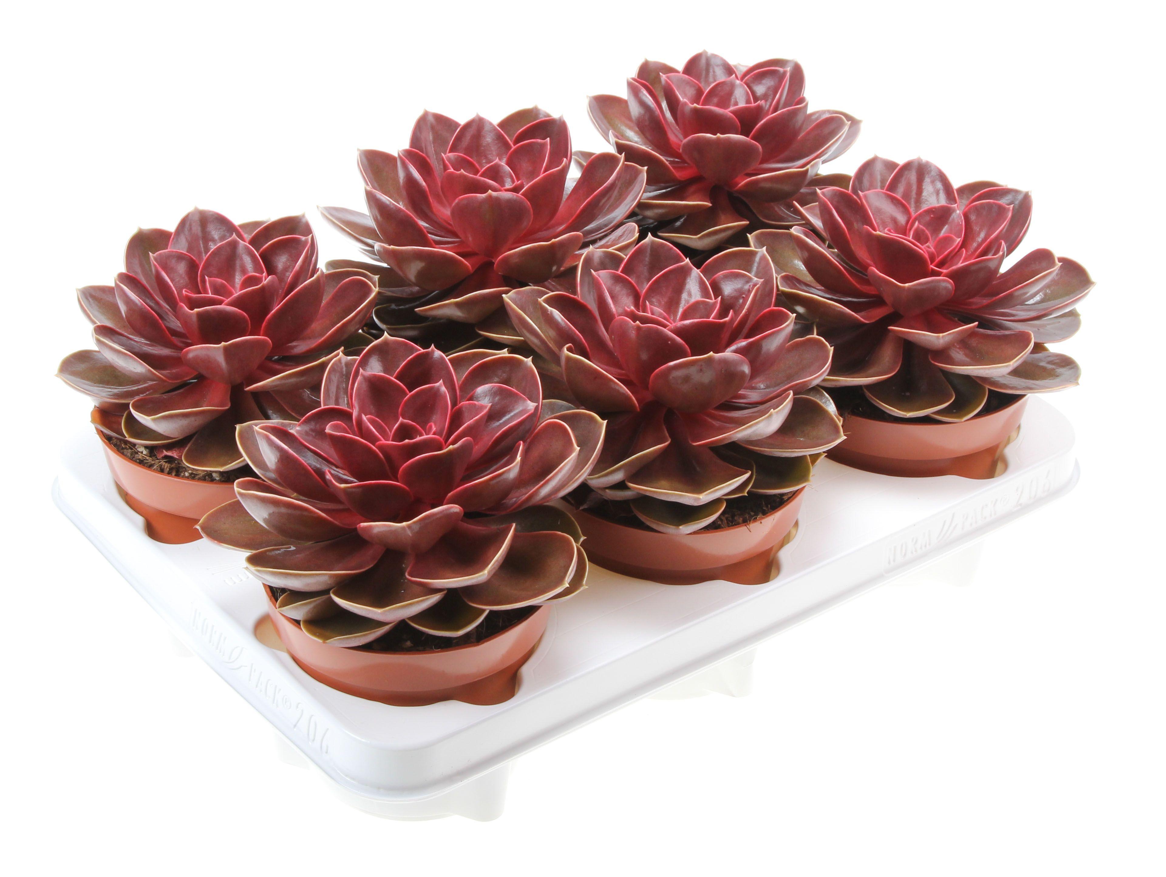 Горшечные цветы и растения оптом Echeveria Magic Parel от 6шт из Голландии с доставкой по России