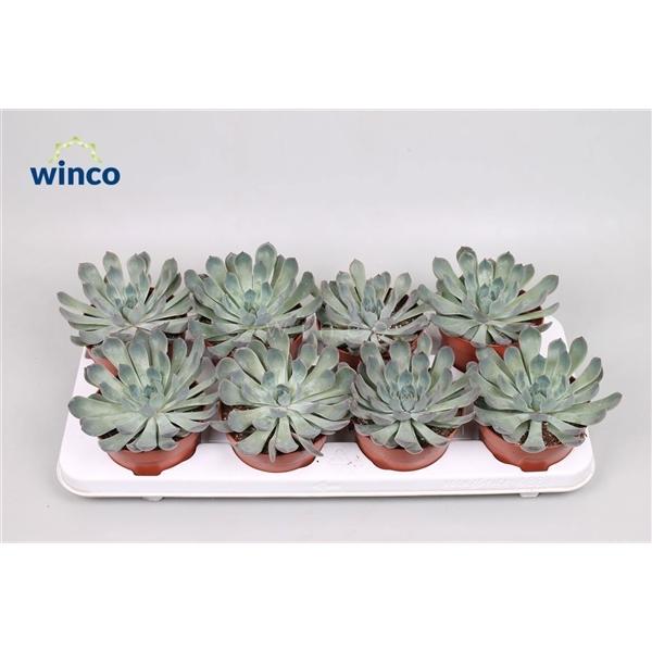 Горшечные цветы и растения оптом Echeveria Pulidonis Grey от 9шт из Голландии с доставкой по России