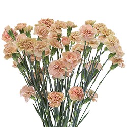 Срезанные цветы оптом Dianthus sp brown sugar от 80шт из Голландии с доставкой по России