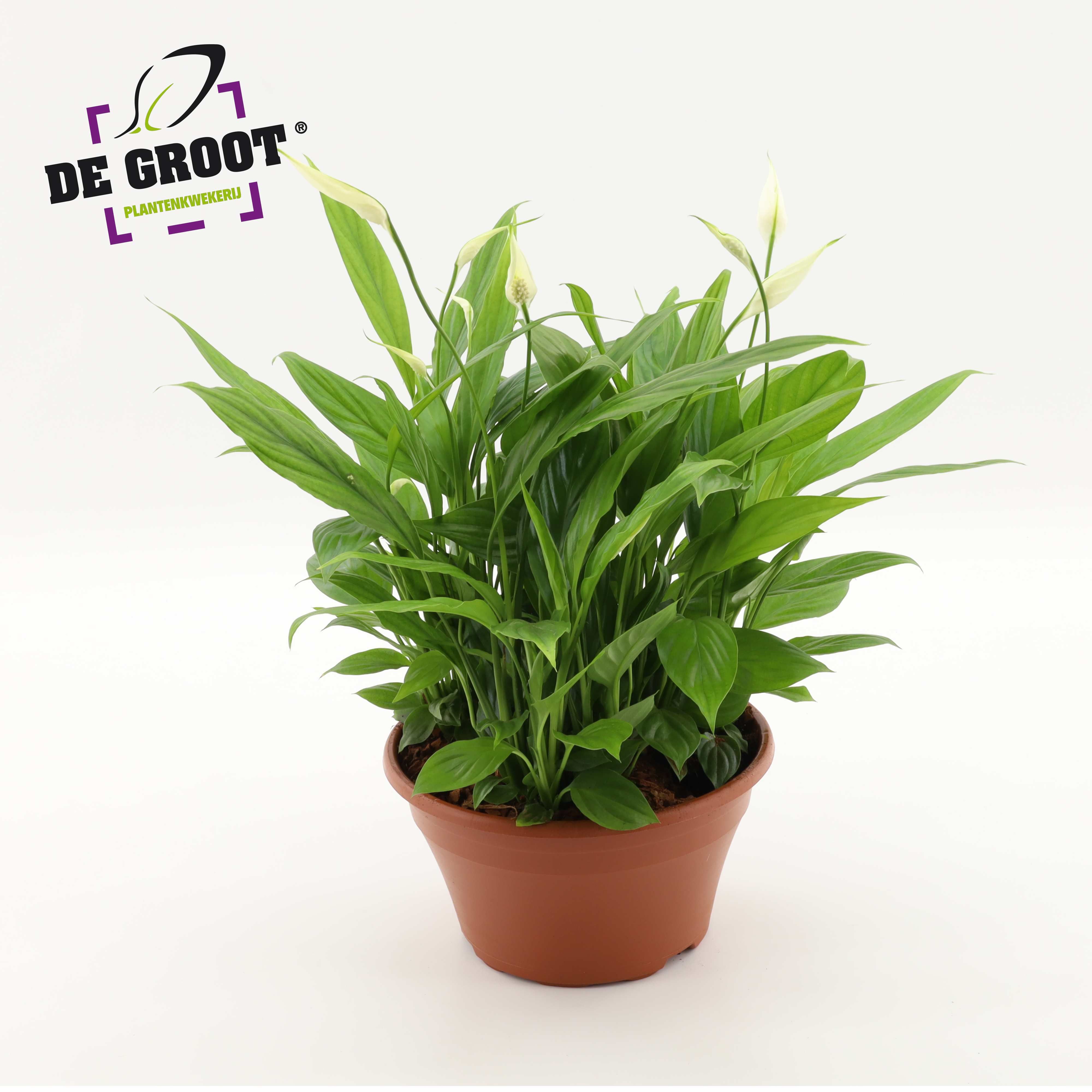 Горшечные цветы и растения оптом Spath In Bowl от 2шт из Голландии с доставкой по России