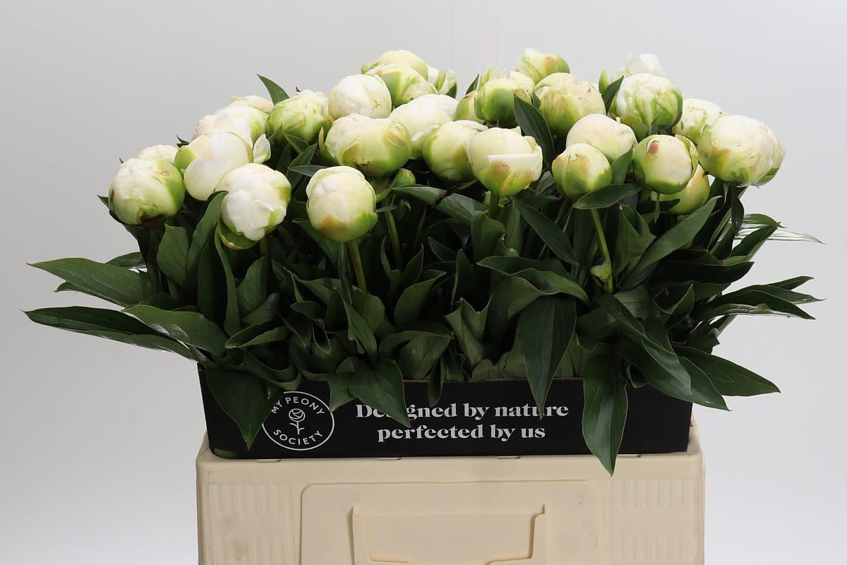 Срезанные цветы оптом Paeonia claude tain A от 40шт из Голландии с доставкой по России