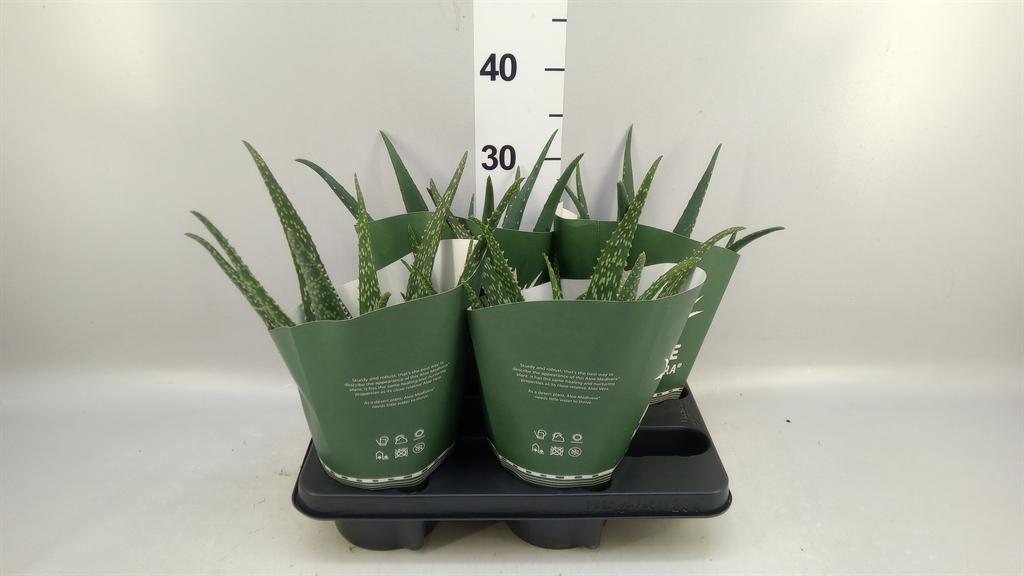 Горшечные цветы и растения оптом Aloe ...mix от 4шт из Голландии с доставкой по России