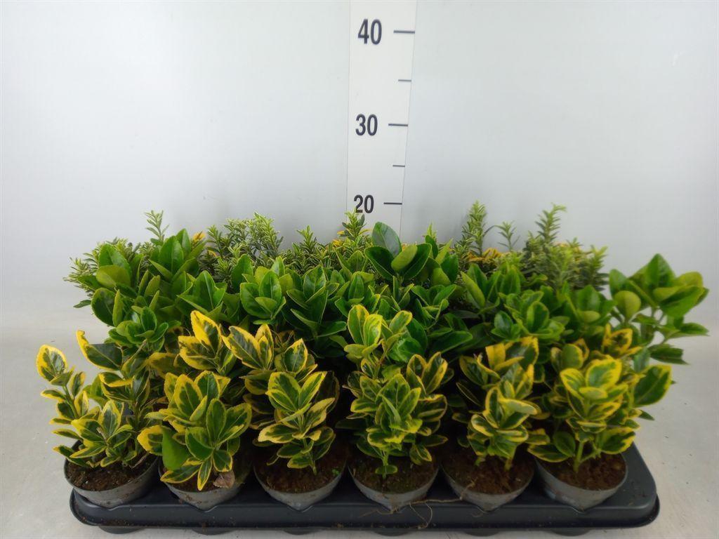 Горшечные цветы и растения оптом Euonymus Japon.   ...mix от 24шт (для телеги) из Голландии с доставкой по России