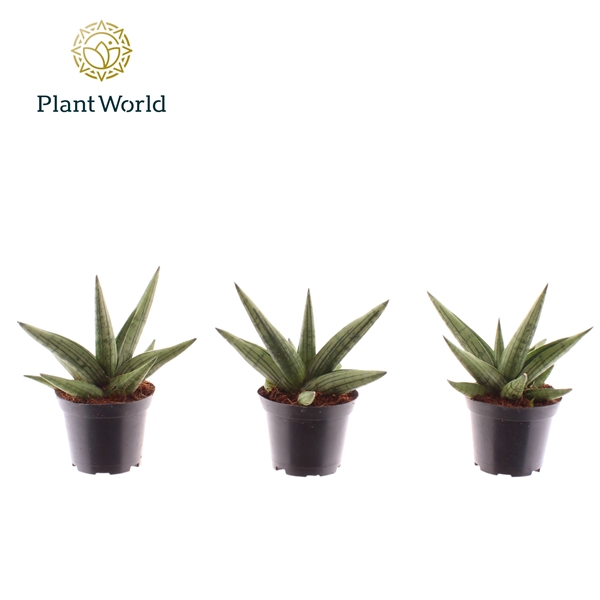 Горшечные цветы и растения оптом Sansevieria Helios Dwarf от 16шт (для телеги) из Голландии с доставкой по России