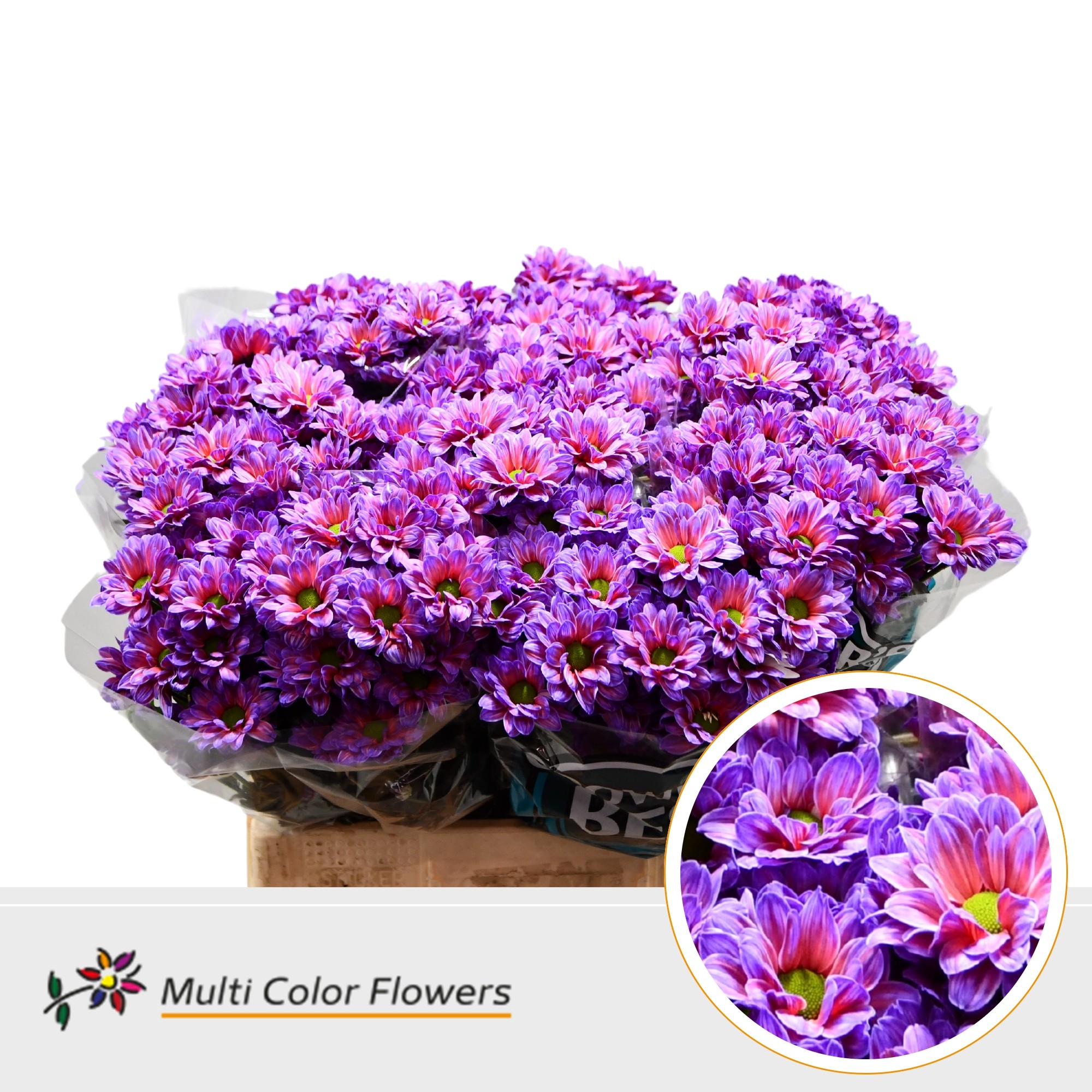 Срезанные цветы оптом Chrys sp paint kennedy explosion от 40шт. из Голландии с доставкой по России