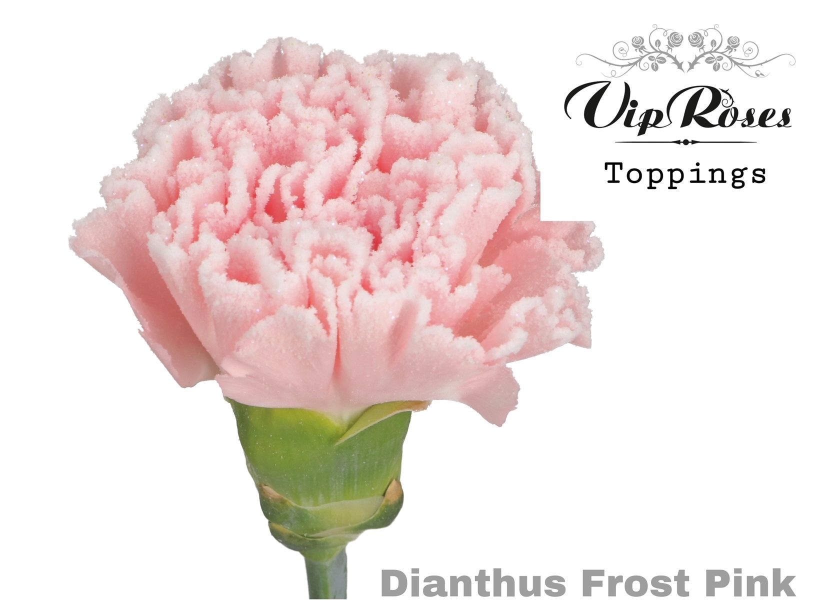 Срезанные цветы оптом Dianthus st paint frost pink от 40шт из Голландии с доставкой по России