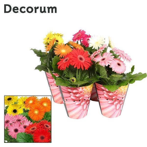 Горшечные цветы и растения оптом Gerbera Mix 3+ Potcover (decorum) от 9шт из Голландии с доставкой по России