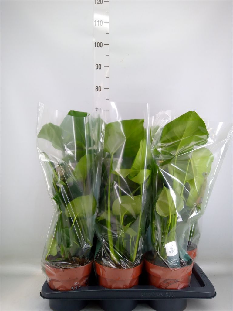 Горшечные цветы и растения оптом Monstera Delic. от 6шт из Голландии с доставкой по России